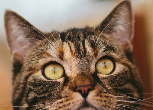 Inspiration- Newsletter Katze