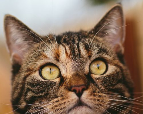 Inspiration- Newsletter Katze