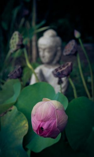 Meditation Blume Meditation Blume