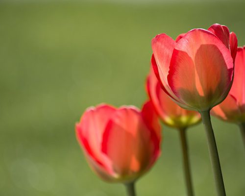 rote tulpen Bea